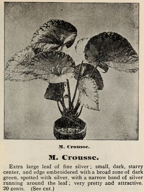 B. 'M. Crousse'