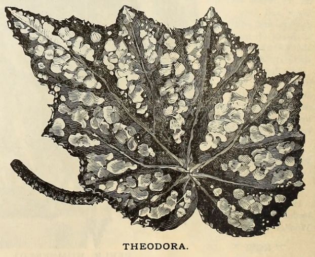 B. 'Theodora'
