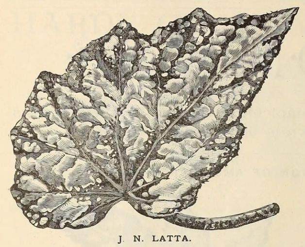 B. 'J. N. Latta'