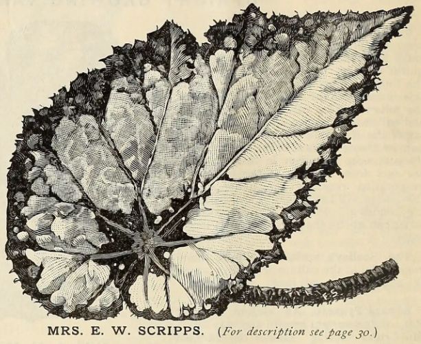 B. 'Mrs. E. W. Schripps'