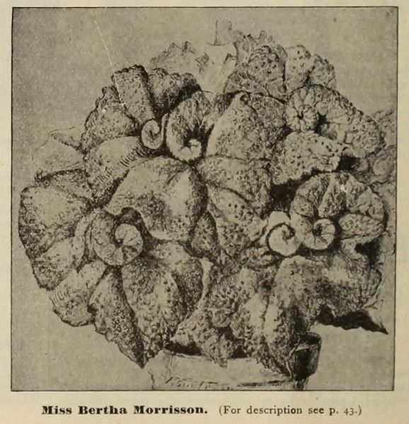 B. 'Miss Bertha Morrisson'