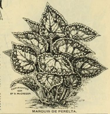 B. 'Marquis de Peralta'