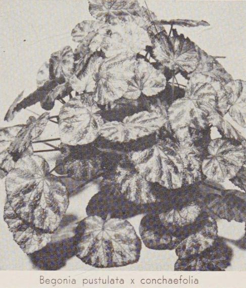 B. (pustulata x conchifolia)