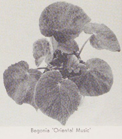 B. 'Oriental Music'