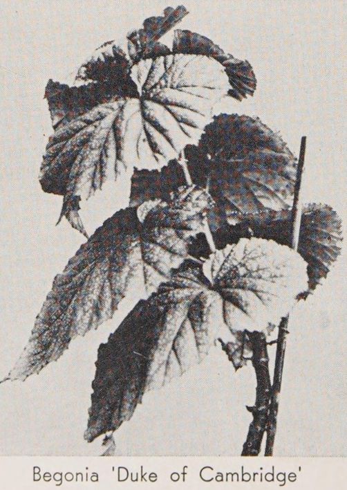 B. 'Duke of Cambridge'
