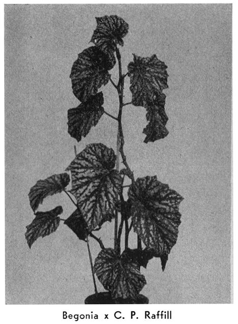 B. 'C. P. Raffill'