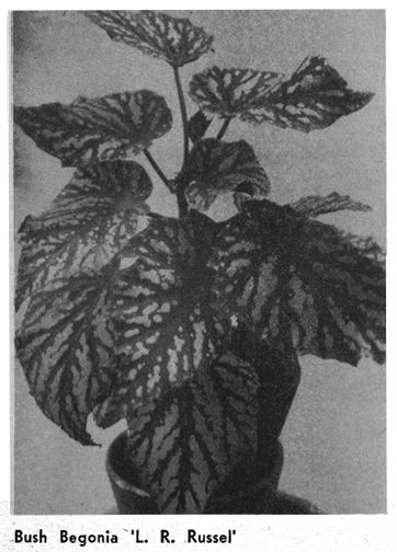 B. 'L. R. Russell'