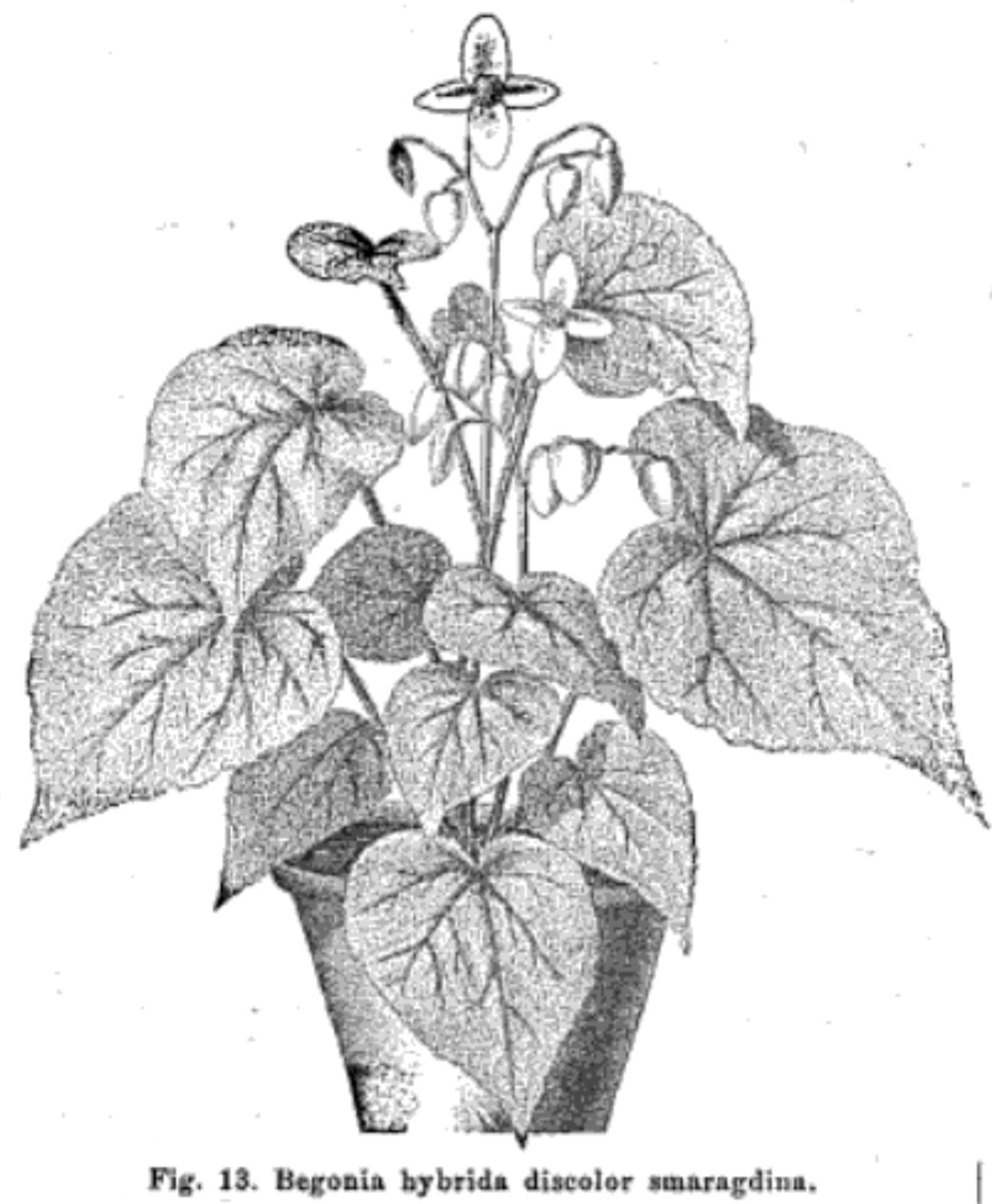B. ‘Discolor Smaragdina’