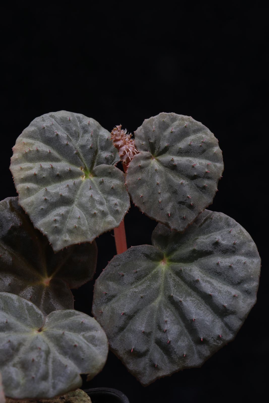 B. 'Black Lichen'