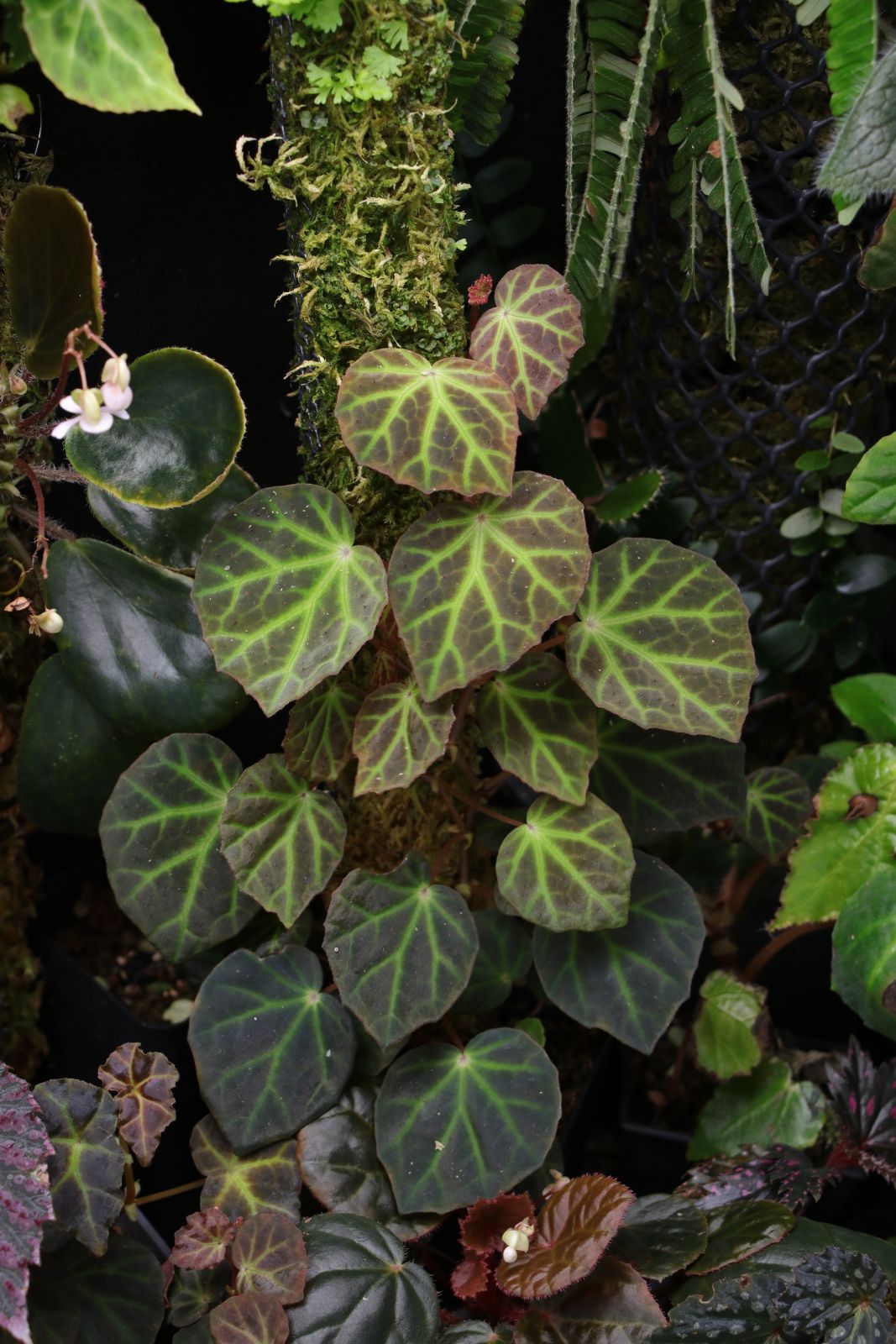 B. 'Electric Surge'