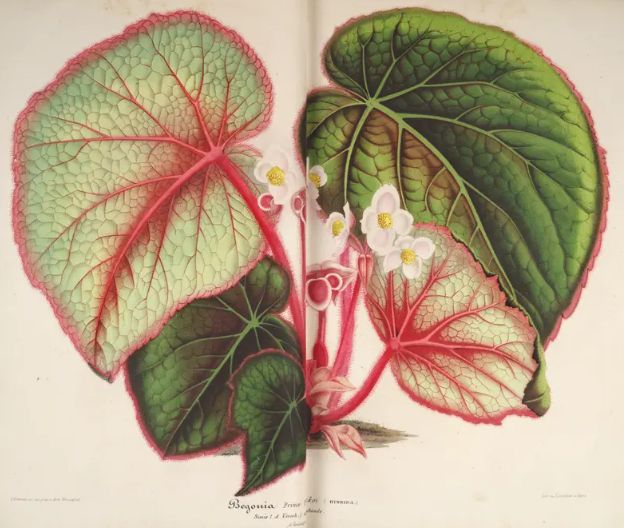 B. ‘Fürst Trubetzskoi’