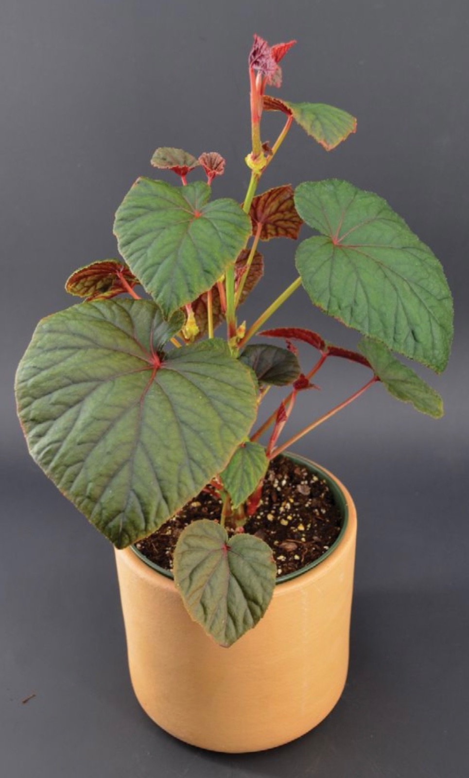 B. ‘Naud Burnett’