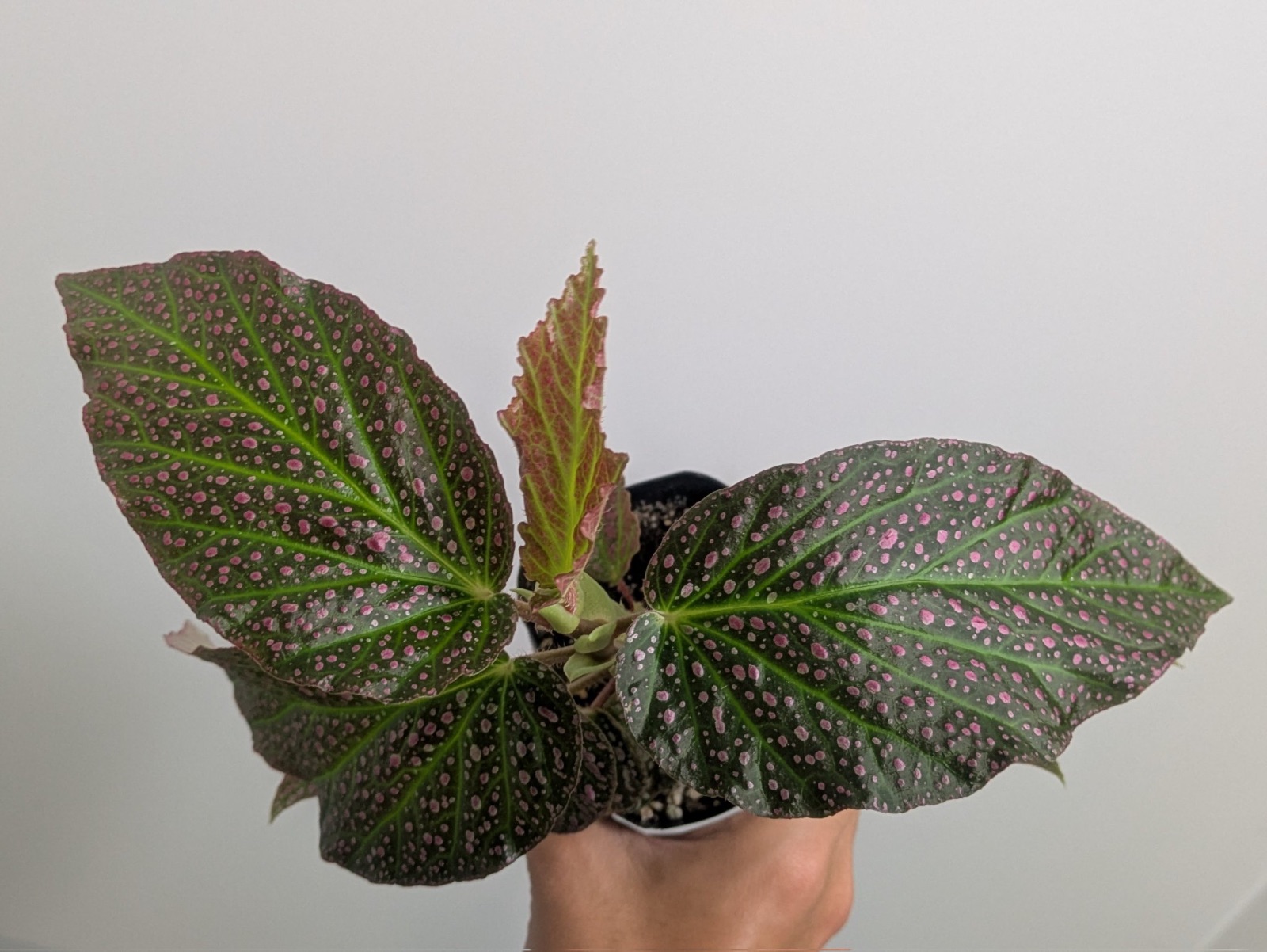 B. (albopicta x chloroneura)