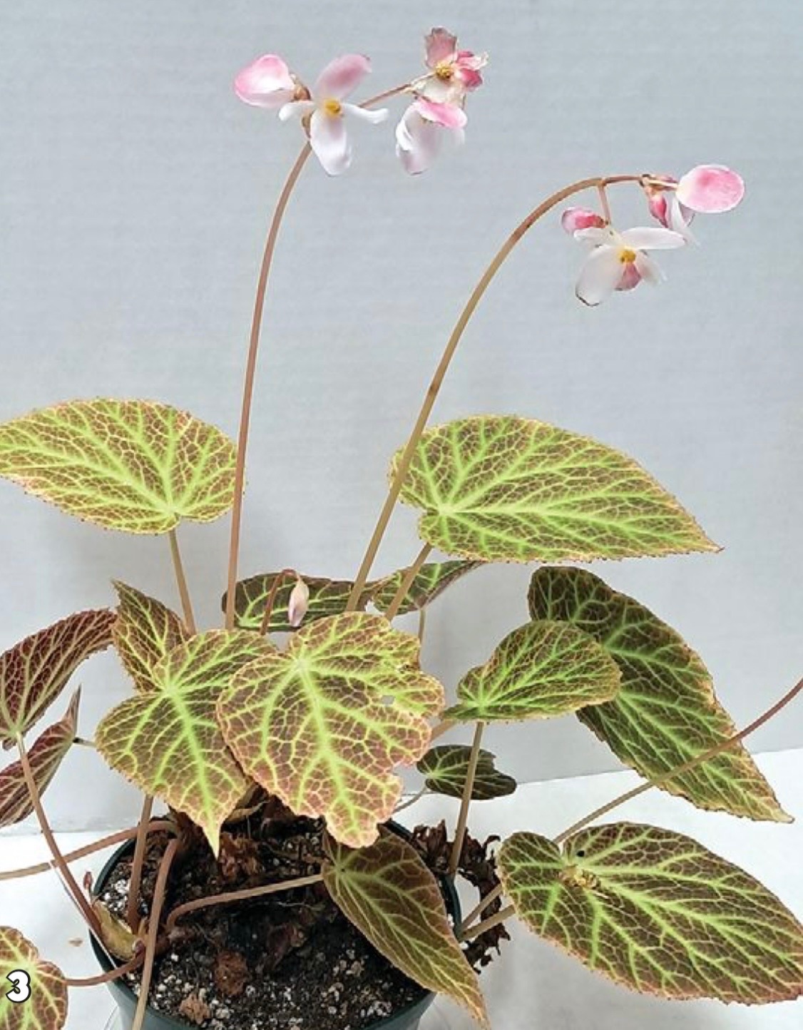 B. ‘Sarah Mack’