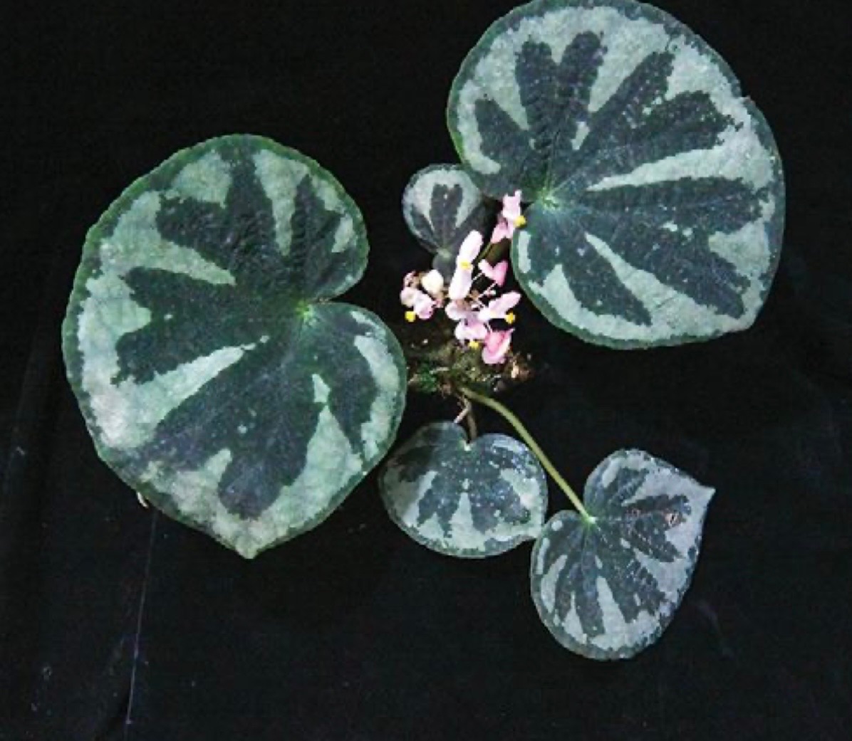 B. ‘Mo Xiang’