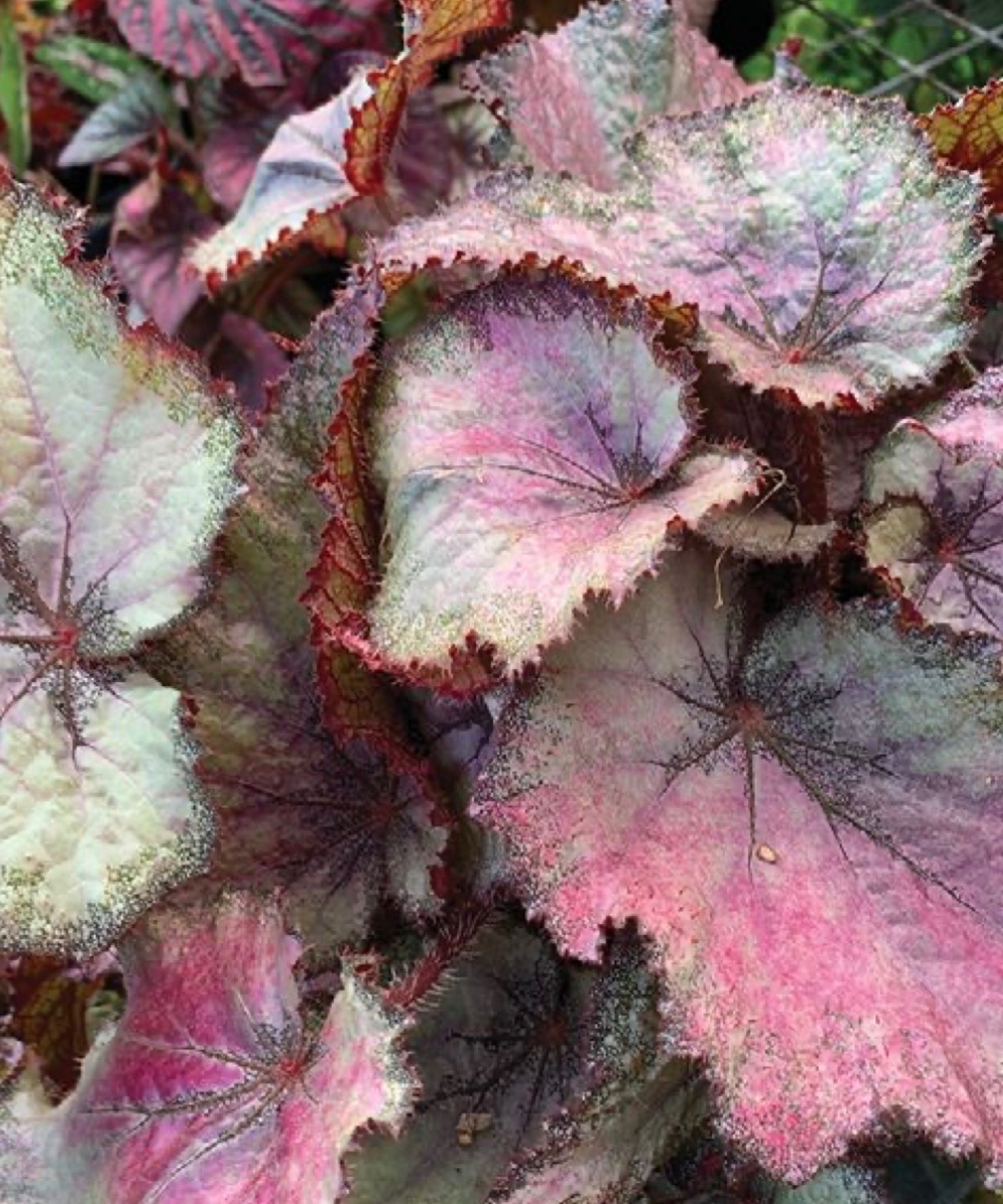 B. ‘Jade Brennan’
