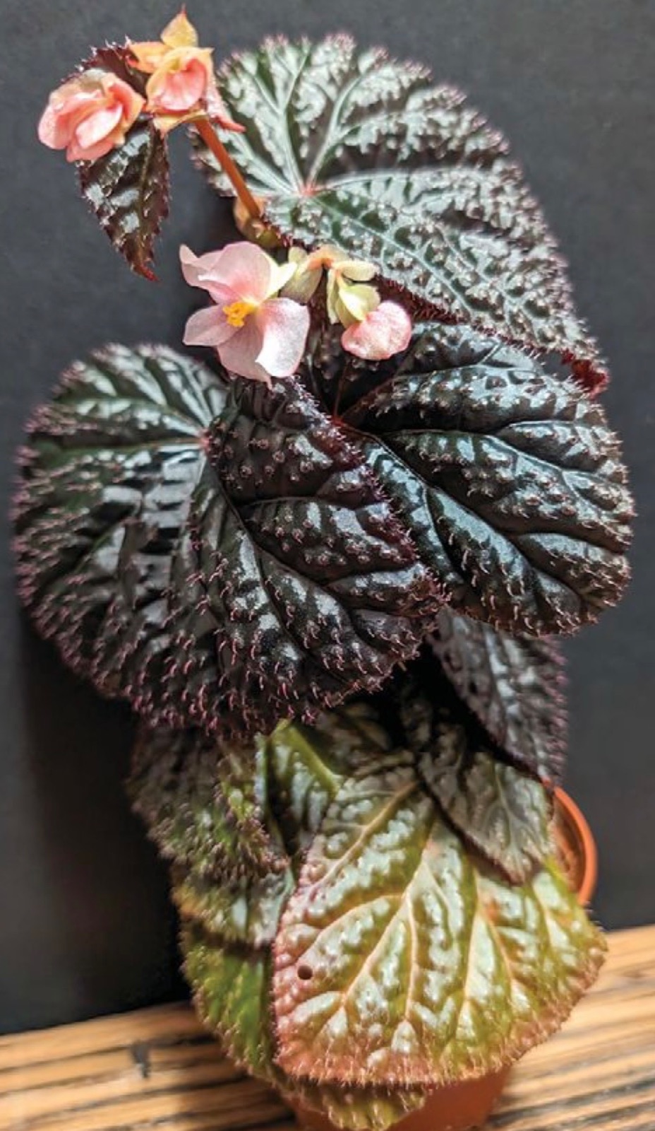 B. ‘Shadow Veil’
