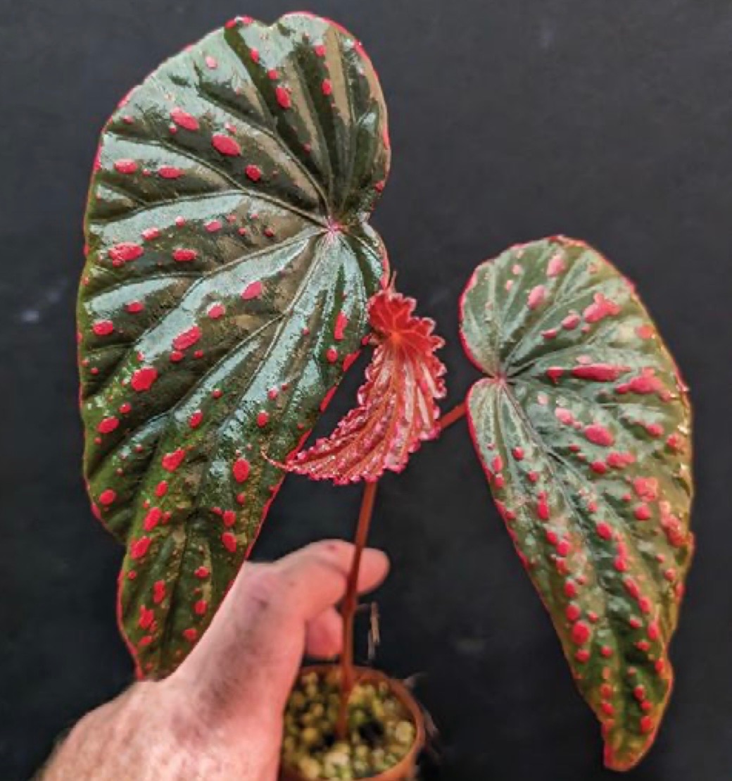 B. ‘Raven Heart’