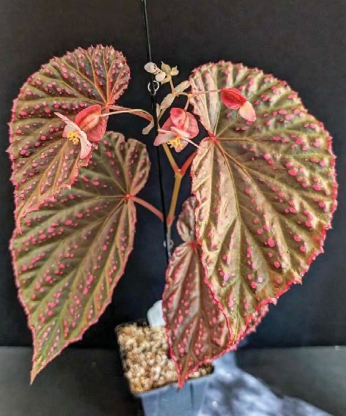B. ‘Radiant Beauty’