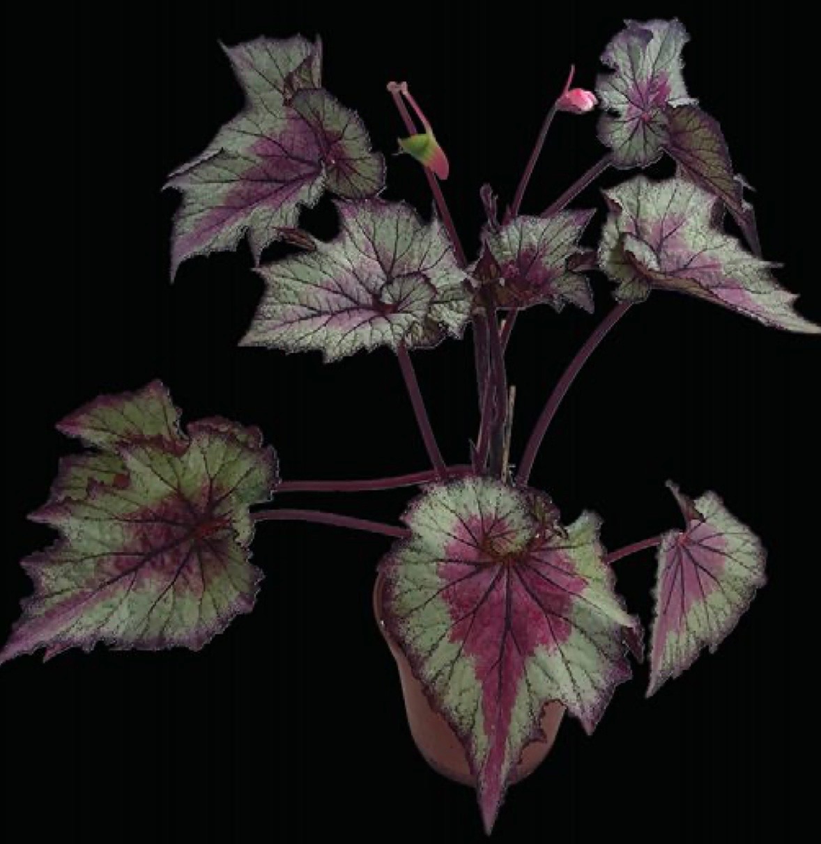 B. ‘BC Red Mystery’