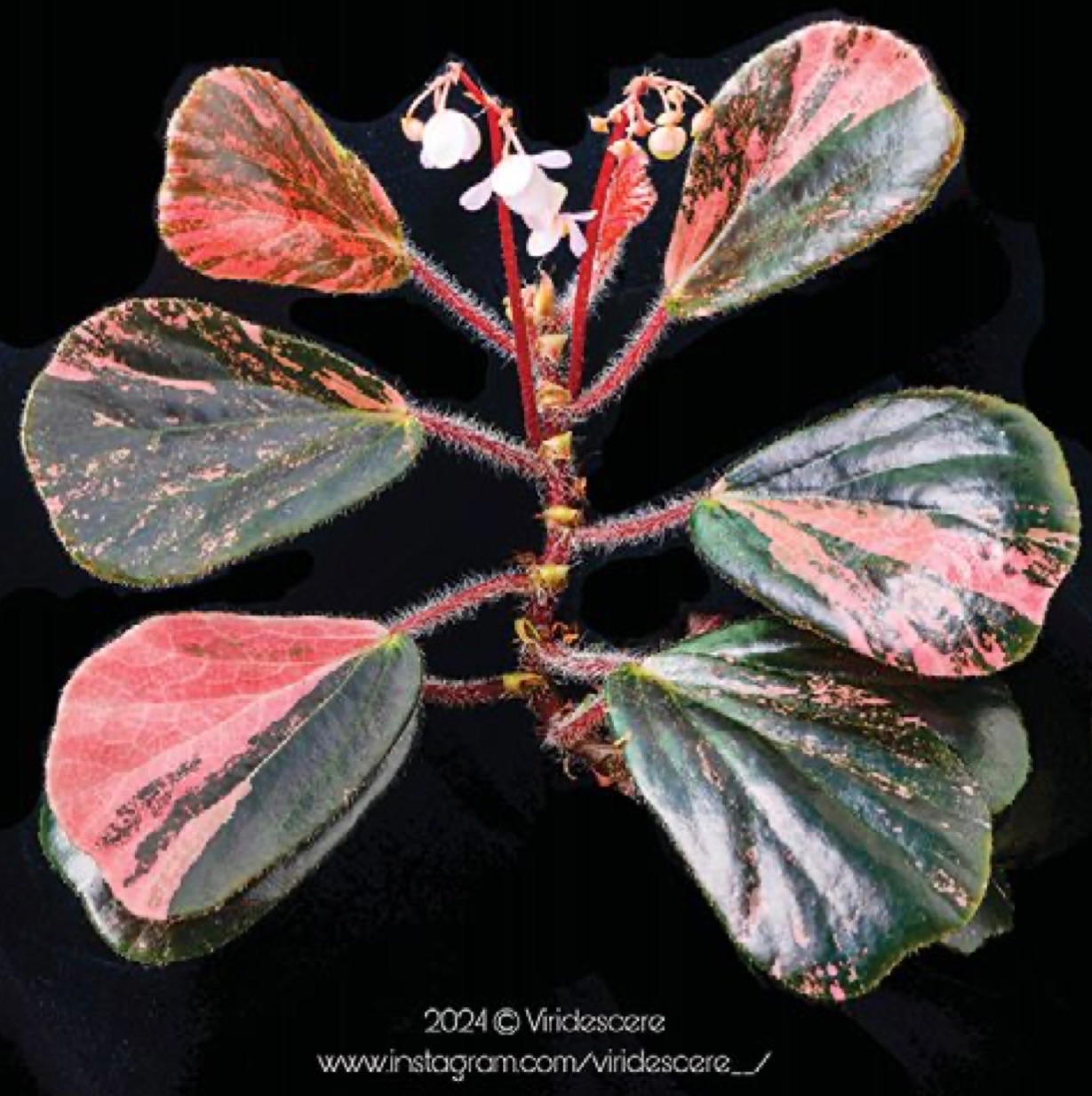 B. blancii ‘Siaw’s Pet Chimera’