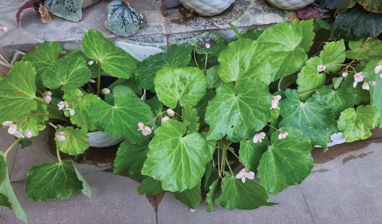 B. ‘Salagubang’