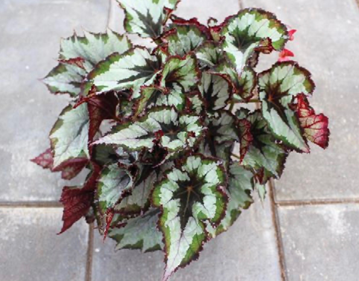 B. ‘Huaerzi’