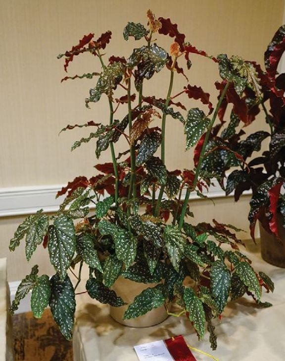 B. 'Louisiana Flycatcher'