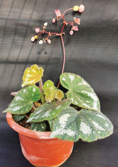 B. 'Piebald'
