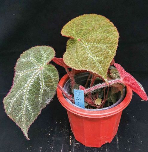 B. 'Thick Velvet'