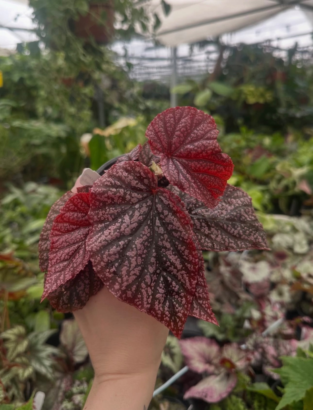 B. ‘Steve’s Leaves Mighty Mallet’