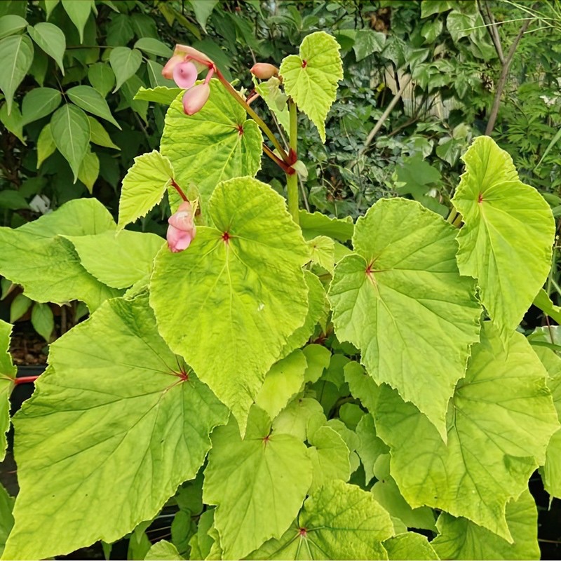 B. grandis ‘Marie-Ange’
