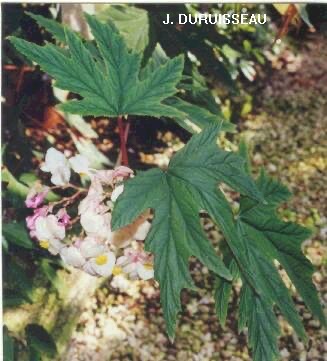 B. ‘Conservateur Grisvard’