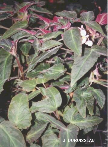 B. ‘Cumseecumsa’