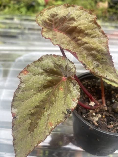 B. ‘Figaro’