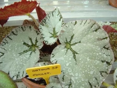B. ‘Arthur Goulet’