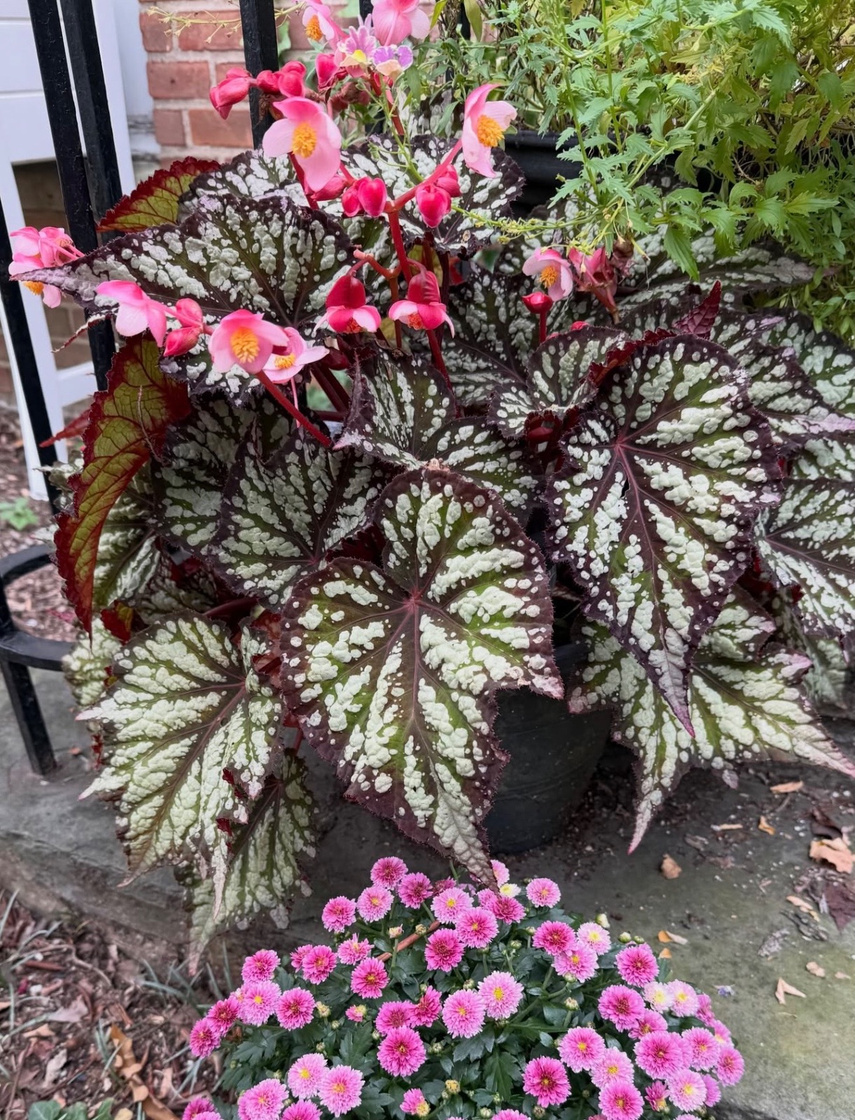 B. ‘Summer Storm’