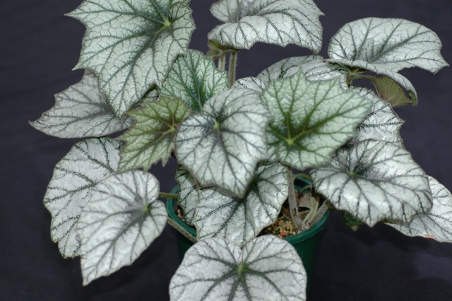 B. ‘Kathleyana’