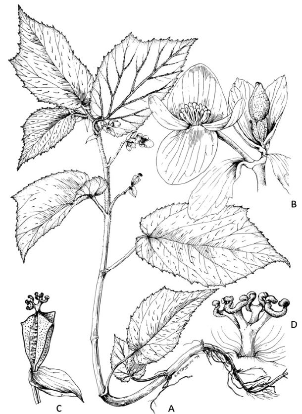 B. harlingii