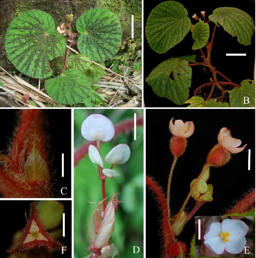 B. holosericea