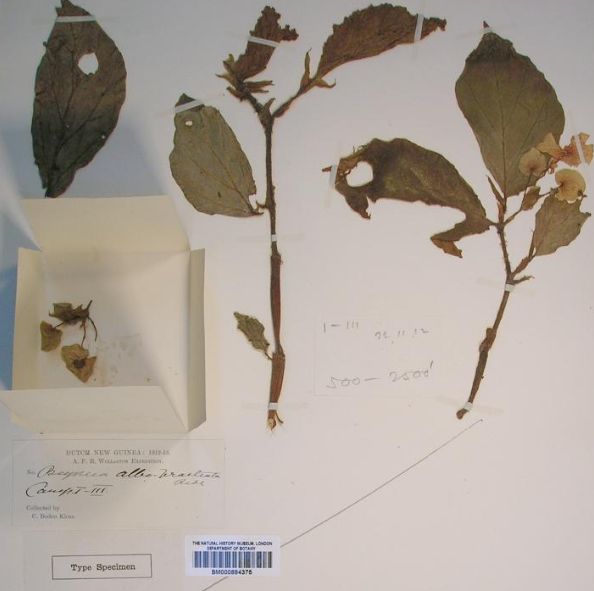 B. albobracteata