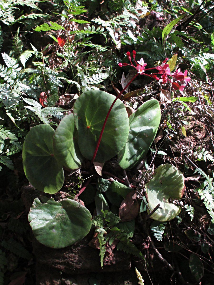 B. albococcinea
