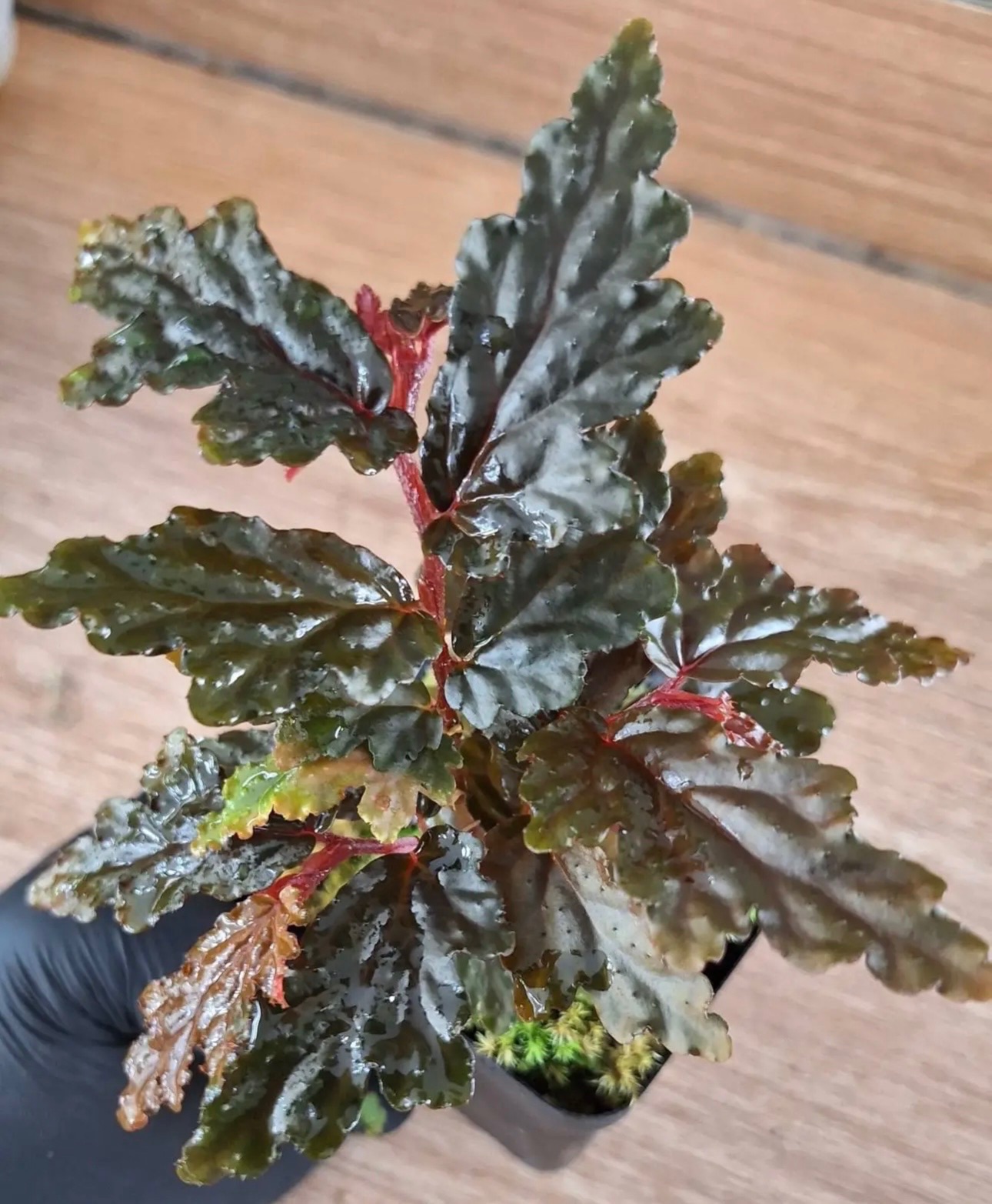 B. humilicaulis