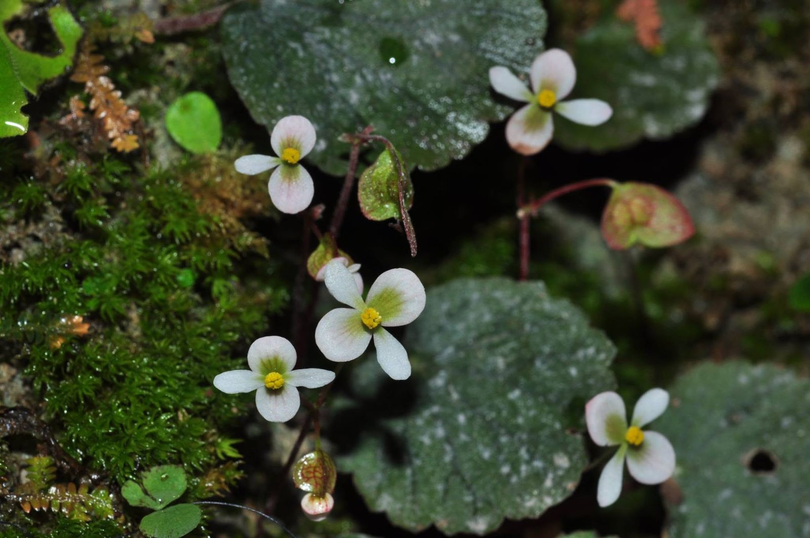 B. incerta