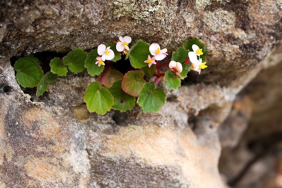 B. alchemilloides