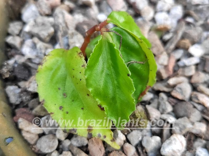 B. inculta var. inculta