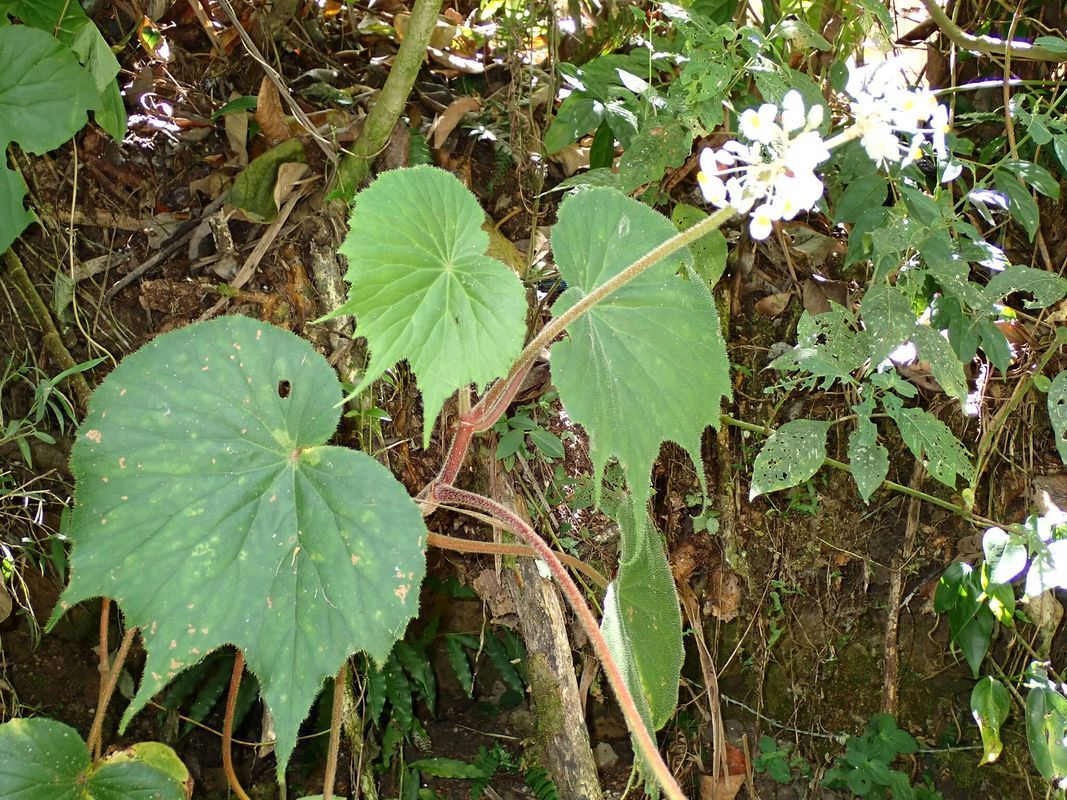 B. involucrata