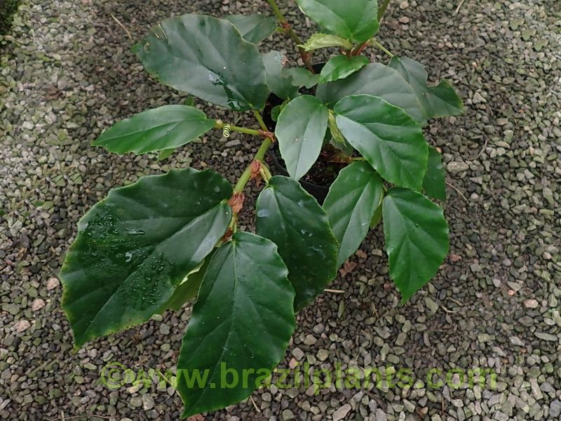 B. itupavensis