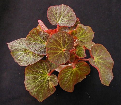 B. ‘Jabberwocky’
