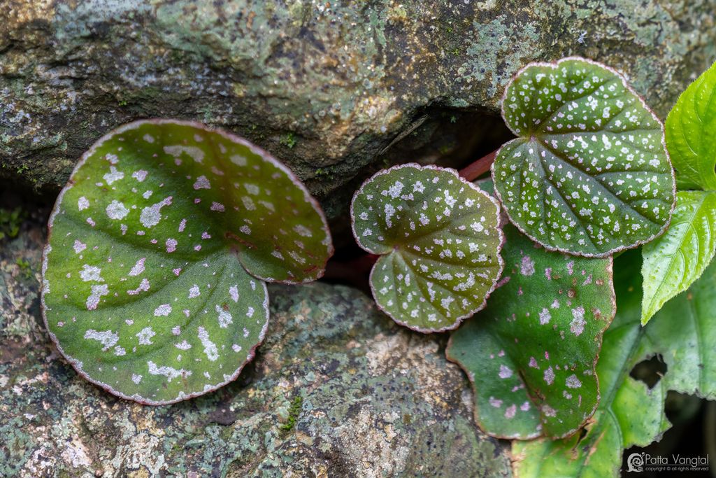 B. alicida